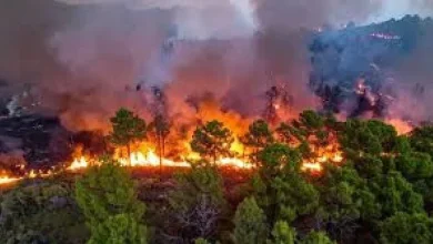 Tehri में बड़ा हादसा!, गांव की तरफ बढ़ रही आग को बुझाने गई महिला की दर्दनाक मौत tehri-GARHWAL woman-dies-forest-fire-anjudevi-