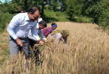 खेत में DM मनीष कुमार, हाथ में दरांती... महिला किसानों के साथ की गेहूं की कटाई चम्पावा DM मनीष कुमार ने महिला किसानों के साथ काटे गेंहू